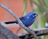 Ultramarine Grosbeak - male_0609.jpg
