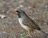 Black-throated Saltator_2443.jpg