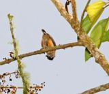 White-throated Spadebill_8643.jpg