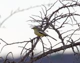 Greater Wagtail-Tyrant_9525.jpg