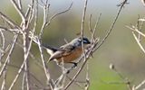 Grey-backed Tachuri_1322.jpg