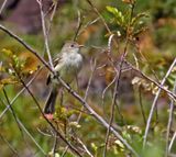 Small-headed Elaenia_1636.jpg