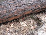King Snake Northern AZ