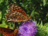 DSCN1221_proc_c.jpg