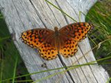 DSCN1278_proc_c.jpg