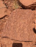 Fossilized impressions in Supai Layer  GCNP