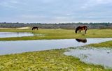 Exmoor Ponies