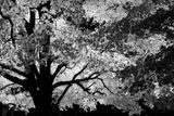 _DSC4068bw.jpg