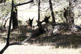 DSC00559_150.jpg