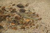 DSC00575_155.jpg