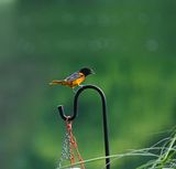 LH oriole_14.jpg