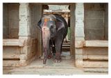Sree Virupaksha Temple, Hampi