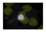 Common Waterlilies