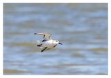 Sanderling 