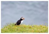 Puffin