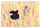Red winged Black Bird 