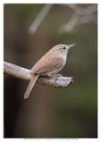 House Wren 