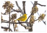 Yellow Warbler 