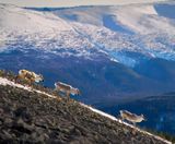 Caribous de la Gaspsie 