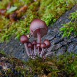 Mycena Haematopus