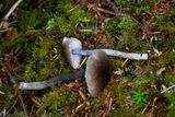 Entoloma trachyosporum