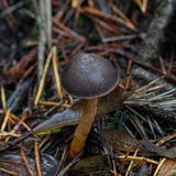  Chroogomphus ochraceous