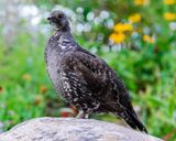 Dusky Grouse