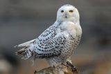 Snowy Owl