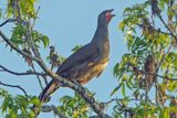 Plain chachalaca