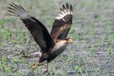 Crested Caracara