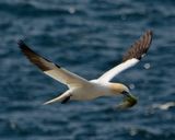 Northern Gannet
