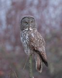 Great Gray Owl