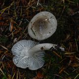 Hygrophorus agathosmoides