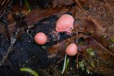 Lycogala epidendrum