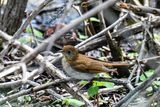 Veery