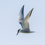 Common Tern