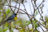 Northern Parula