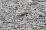 Piping Plover