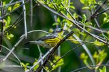 Magnolia Warbler