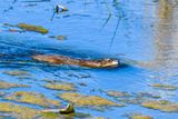 Common Muskrat
