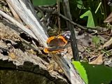 Red Admiral