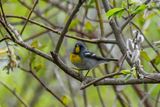 Northern Parula