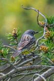 Kirtlands Warbler