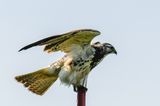 Swainsons Hawk