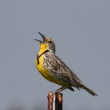 Western Meadowlark