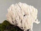 Ramariopsis kunzei
