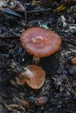 Lactarius xanthogalactus