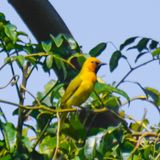 Spectacled Weaver