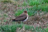 Collared Pratincole