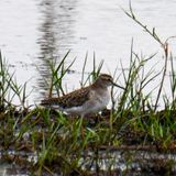 Wood Sandpiper